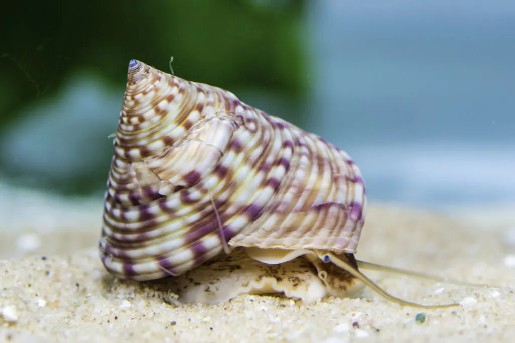 Close-up of a patterned topshell on sand